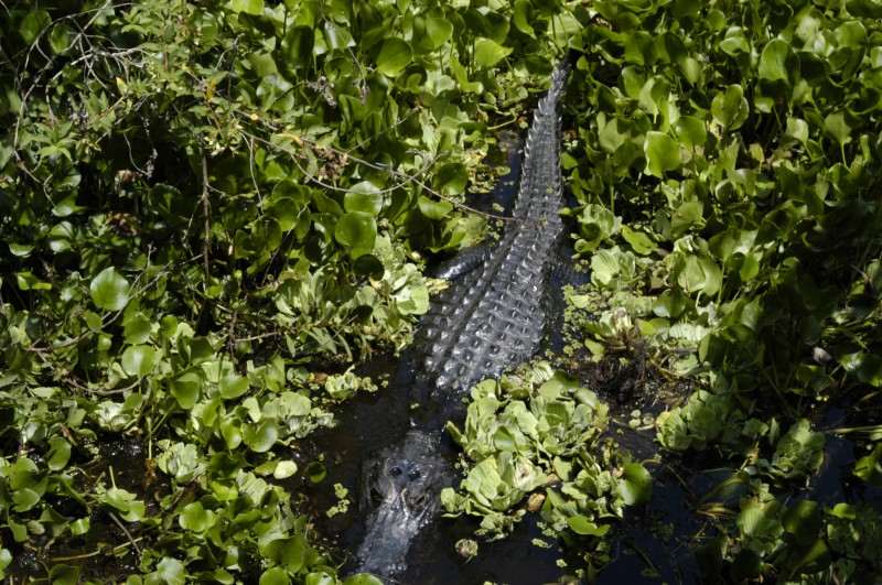 Corkscrew Swamp Sanctuary – Naples FL