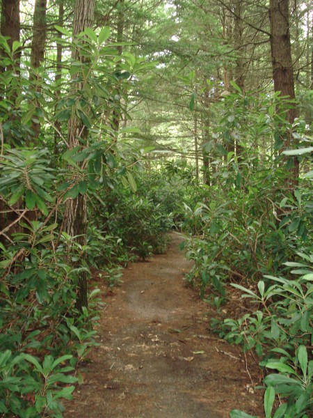 Rhododendron Loop Trail – Fitzwilliam NH