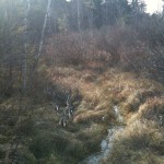 Ponemah Bog Loop Trail - Amherst New Hampshire