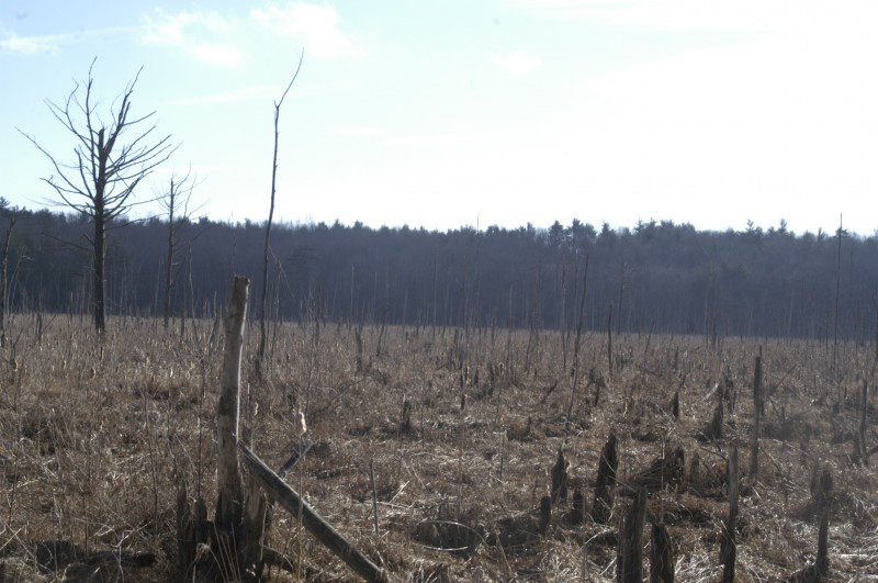 Mass Audubon Wachusett Meadow Wildlife Sanctuary Trails – Princeton MA