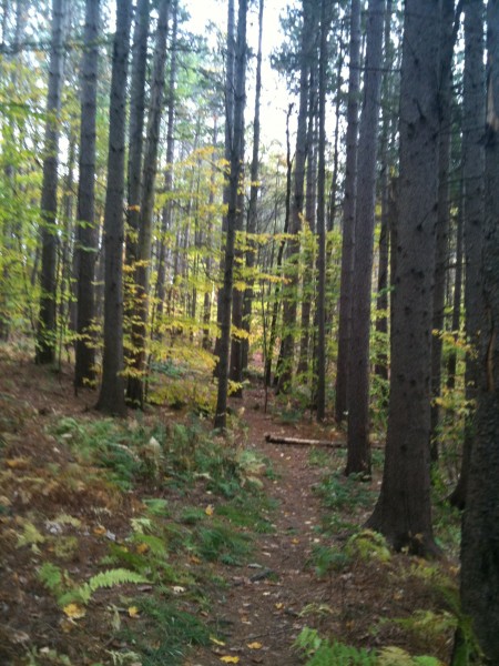 Fox Forest Black Gum Swamp Loop Trail – Hillsborough NH