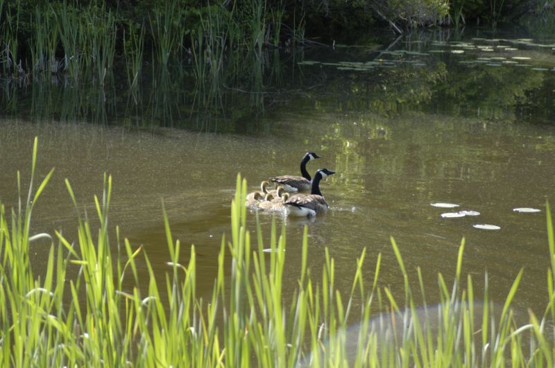 Lake Wampanoag Wildlife Sanctuary – Gardner, MA