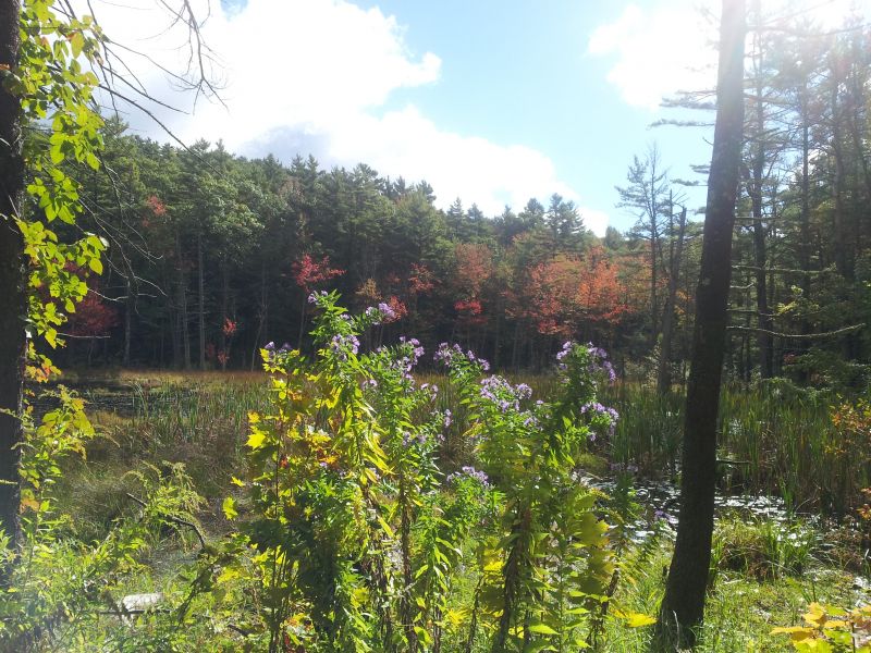 Bearsden Conservation Area – Athol MA