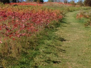 Grassy Part of Trail