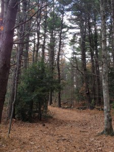 Wide, flat trail beginning