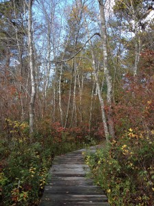 Miles Standish boardwalk